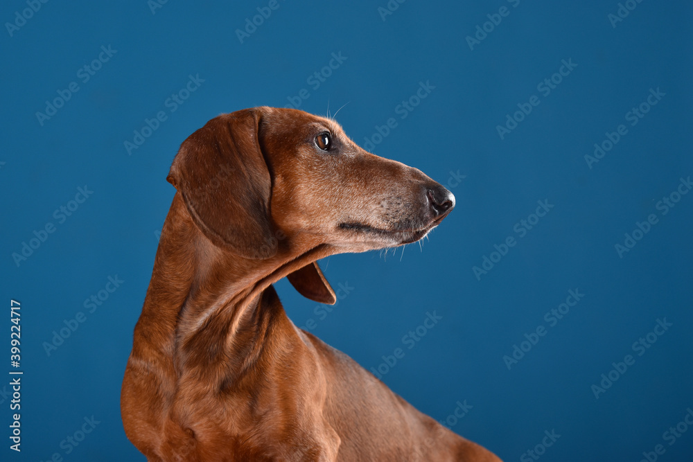 Adorable cute Dachshund dog profile on the blue studio background Adorable cute Dachshund dog profile on the blue studio background