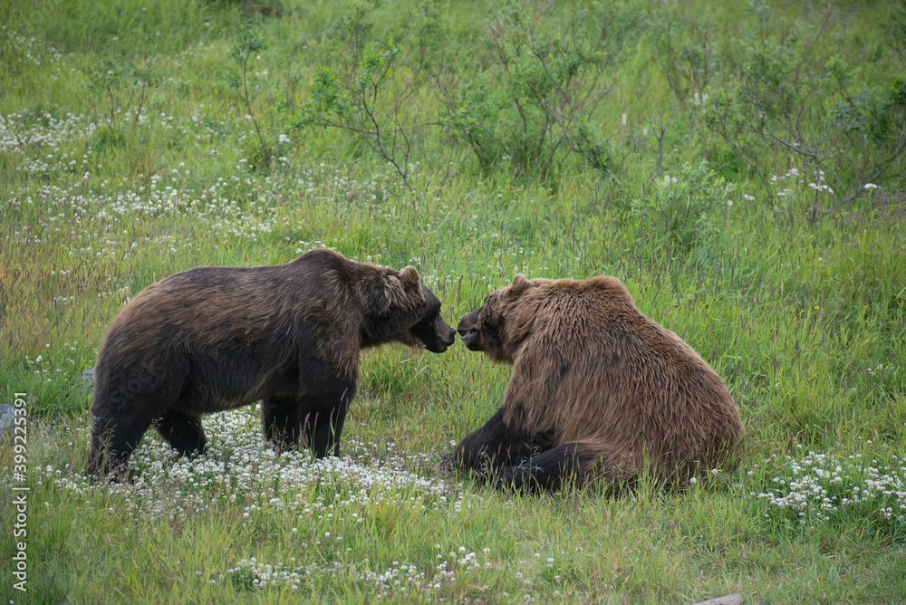 Two bears in Alaska touching noses.