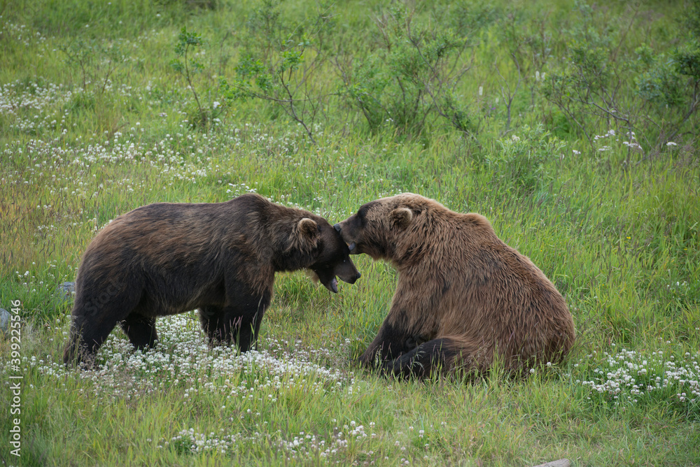 Two bears in Alaska cuddling and touching faces.