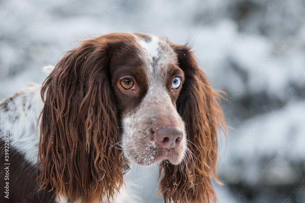 Chocolate spaniel with blue eyes in winter forest looking at camera. close up