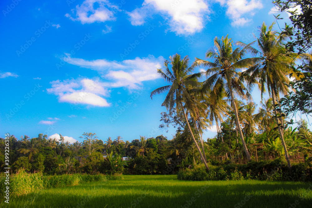 the view of the green rice fields that spoil the eyes the view of the green rice fields that spoil the eyes