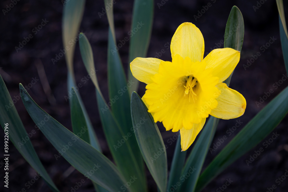 Illuminating Yellow Narcissus flower on a green natural background. Spring flower in the garden close-up Illuminating Yellow Narcissus flower on a green natural background. Spring flower in the garden close-up