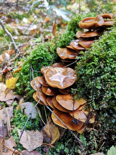 Armillaria mushrooms on a tree stump in the forest. Armillaria mellea