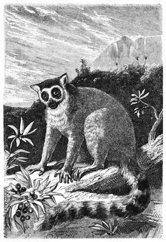 Ring-tailed Lemur (Lemur catta) posing on a branch foreground. Jungle and mountain background far in the distance. Ancient grey tone etching style art by Gaucherd, Le Tour du Monde, 1861