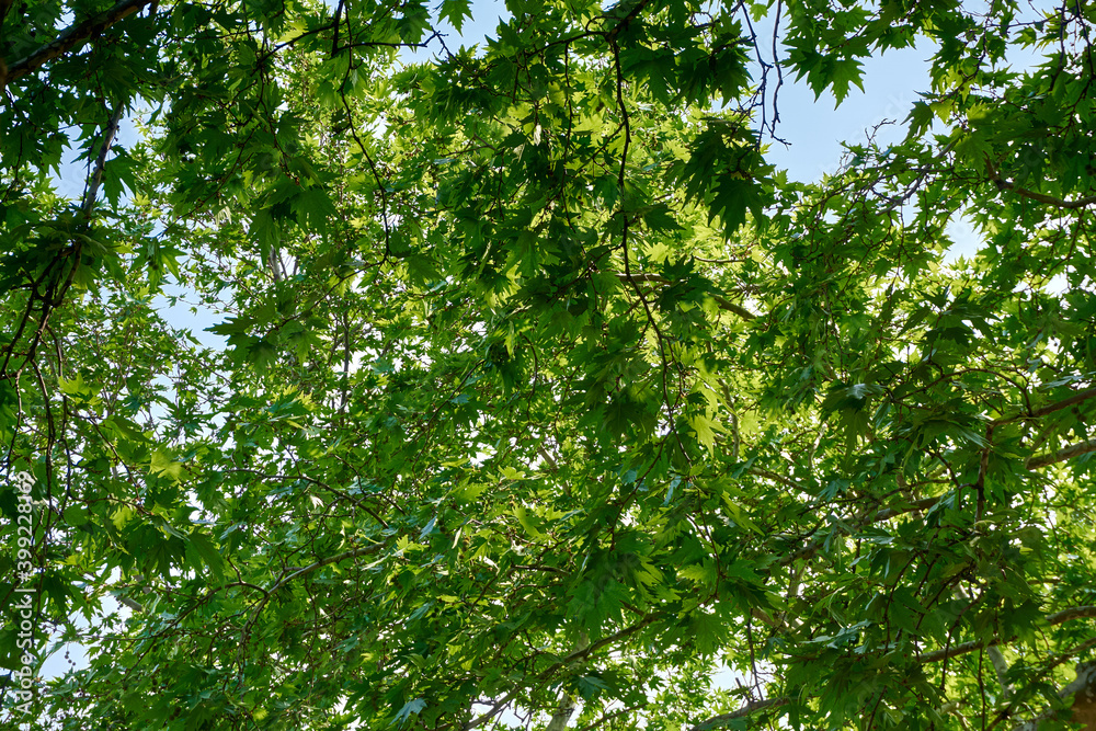 Fototapeta premium Beautiful green forest in a sunny day