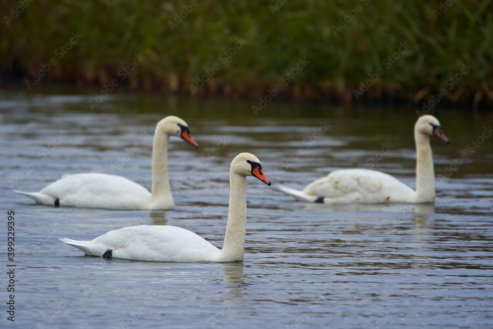 Swans on a lake Swans on a lake