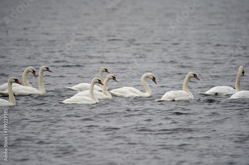 Swans on a lake © Xalanx