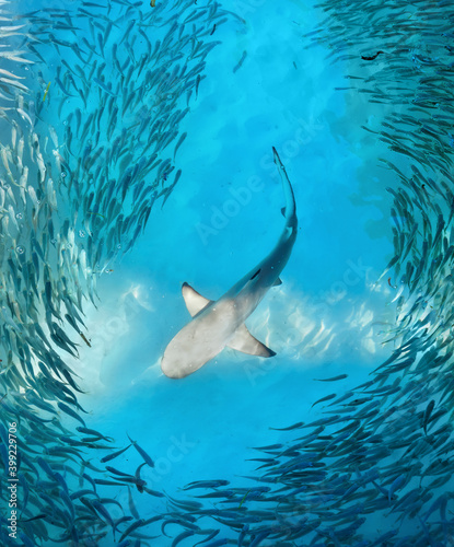 Shark and small fishes in ocean