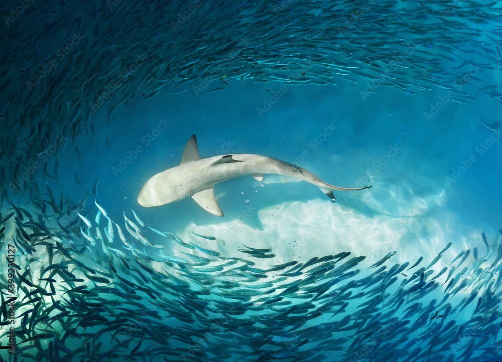 Fototapeta premium Shark and small fishes in ocean