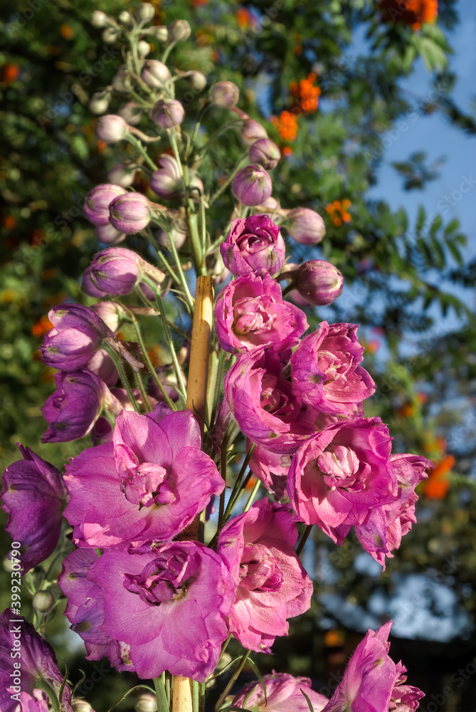 Candle Larkspur (Delphinium x elatum) in garden Candle Larkspur (Delphinium x elatum) in garden