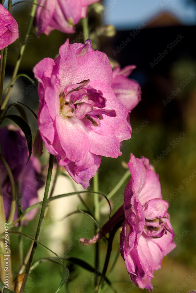 Candle Larkspur (Delphinium x elatum) in garden Candle Larkspur (Delphinium x elatum) in garden