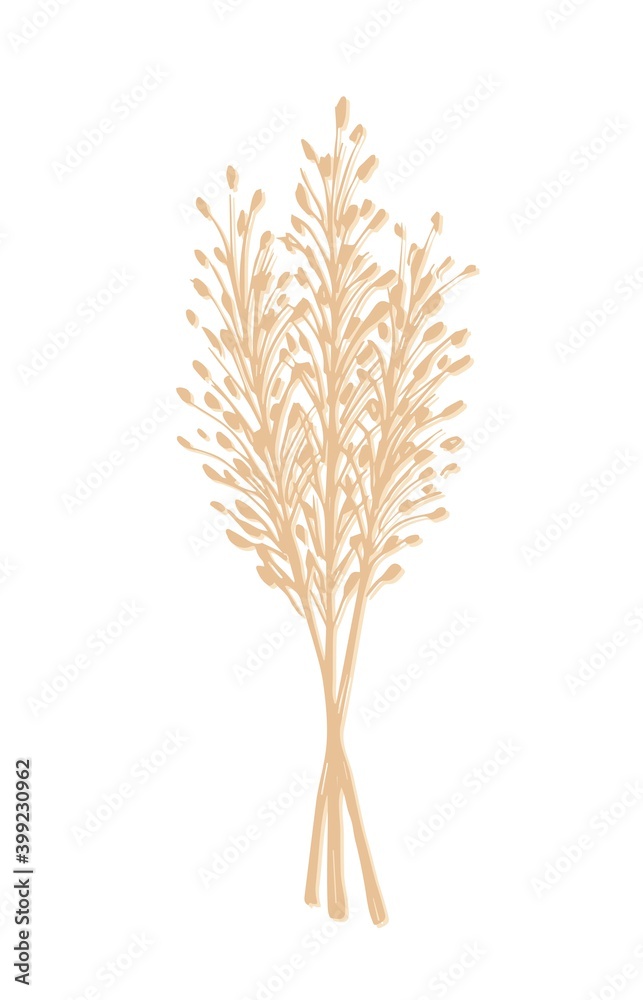 Hand-drawn vector drawing in calm pastel colors. Bunch of wild steppe pampas grass, cortaderia plant. Bouquet of dried flowers, twigs of a panicle for boho decor, decoration.