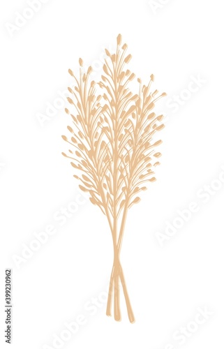 Hand-drawn vector drawing in calm pastel colors. Bunch of wild steppe pampas grass, cortaderia plant. Bouquet of dried flowers, twigs of a panicle for boho decor, decoration. © MaxNadya