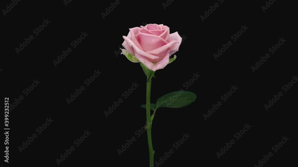 Time-lapse of opening pink Heaven rose 1a3 in RGB + ALPHA matte format isolated on black background
Time-lapse of opening pink Heaven rose 1a3 in RGB + ALPHA matte format isolated on black background