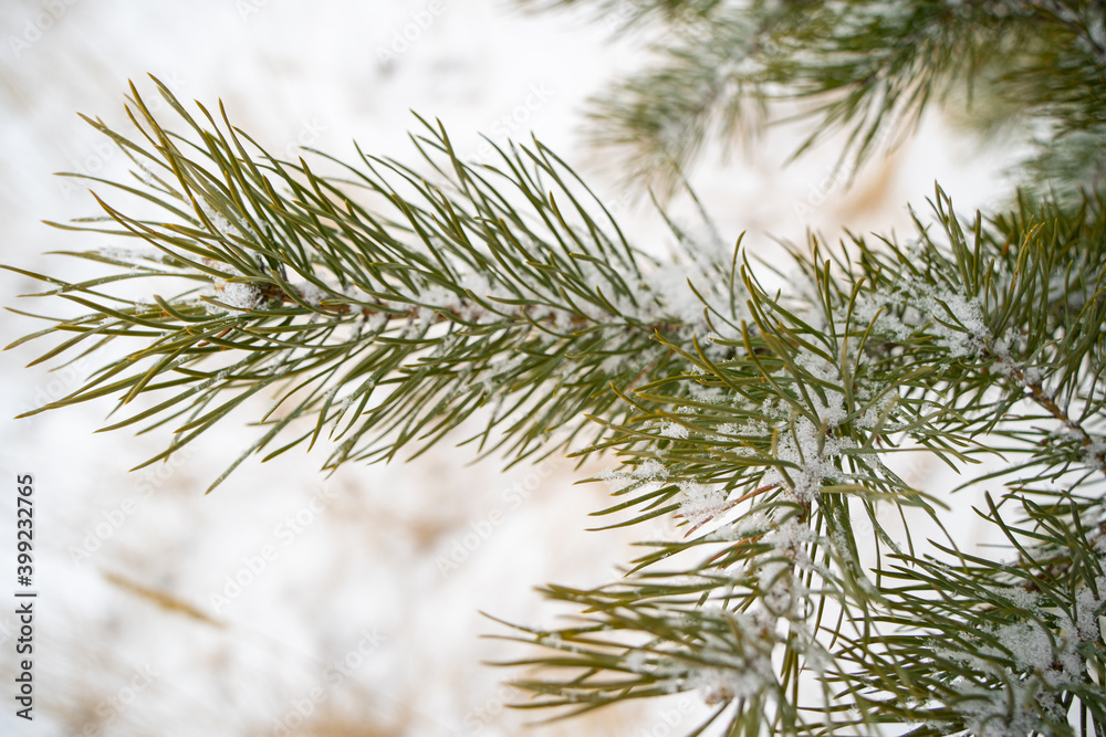 Pine branches covered with snow close-up. The symbol of Christmas and New Year. Christmas tree. Christmas background. Pine branches covered with snow close-up. The symbol of Christmas and New Year. Christmas tree. Christmas background.