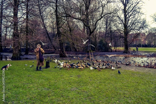 14.02.2012. AMSTERDAM. NETHERLAND. Parks in amsterdam during winter. Withered, dried plants and trees, small river and birds such as duck seagulls pigeons.