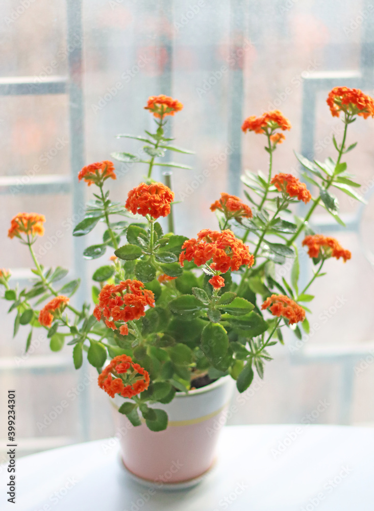 Blooming flowers in a pot