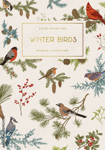 Vintage vector card. Winter birds. Botanical illustrations. Tit, Robin, Jay, Blue jay, Bullfinch, Bluebird, Red cardinal