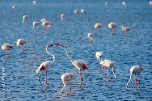  A flock of pink flamingos in their natural environment. Flamingos on the lake. Kurgalzhinsky reserve. Kazakhstan. 
