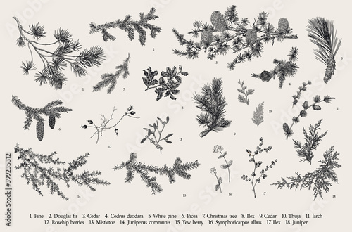 Winter set. Evergreen  cone  berries. Botanical vector vintage illustration. Black and white