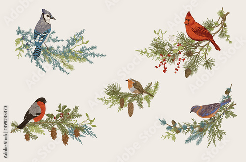 Winter Birds. Set. Decorative compositions. Vector vintage illustration. Colorful