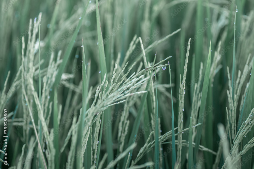 The close background of the green rice fields, the seedlings that are growing, are seen in rural areas as the main occupation of rice farmers who grow rice for sale or living. The close background of the green rice fields, the seedlings that are growing, are seen in rural areas as the main occupation of rice farmers who grow rice for sale or living.