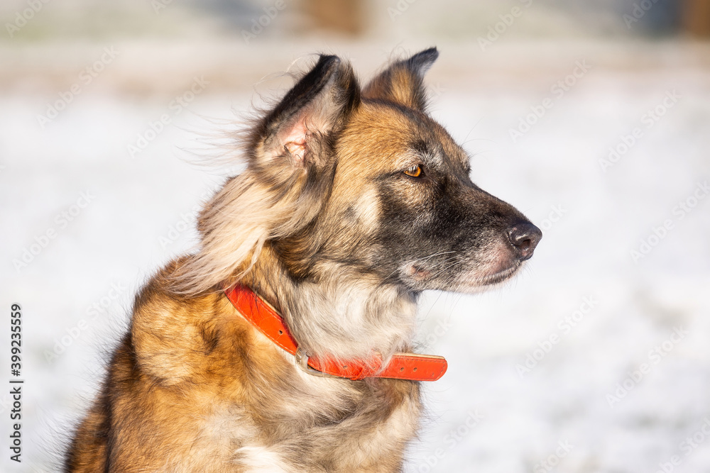 cute red with white dog mongrel on a winter background.. cute red with white dog mongrel on a winter background..