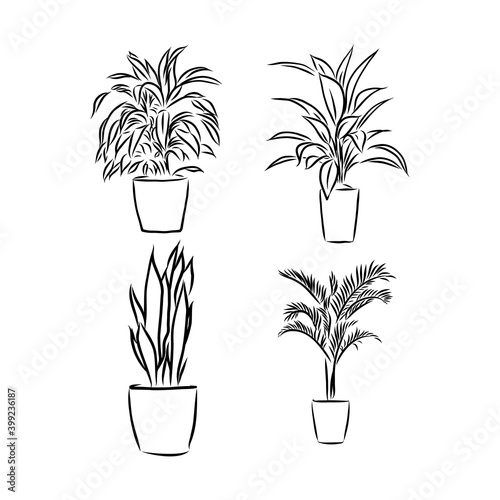 Hand drawn pot plants vector set. indoor plants vector sketch illustration