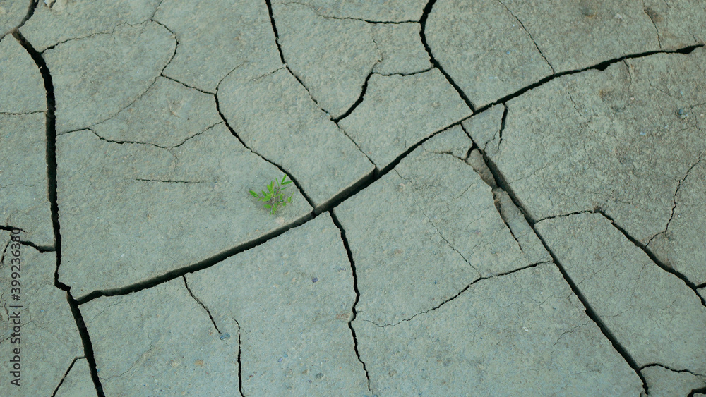 Obraz premium Cracked drought pond lake wetland, swamp very drying up the soil crust earth climate change, environmental disaster and earth cracks very, death for plants and animals, soil dry degradation
