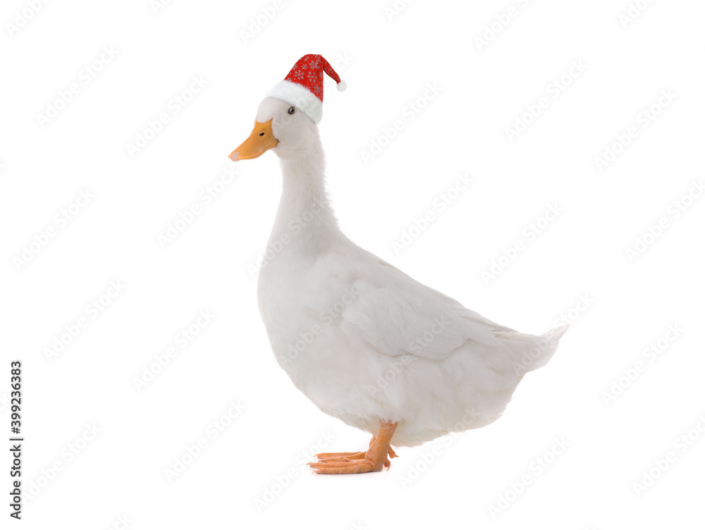Standing beautiful white duck in santa claus hat isolated on white background Standing beautiful white duck in santa claus hat isolated on white background