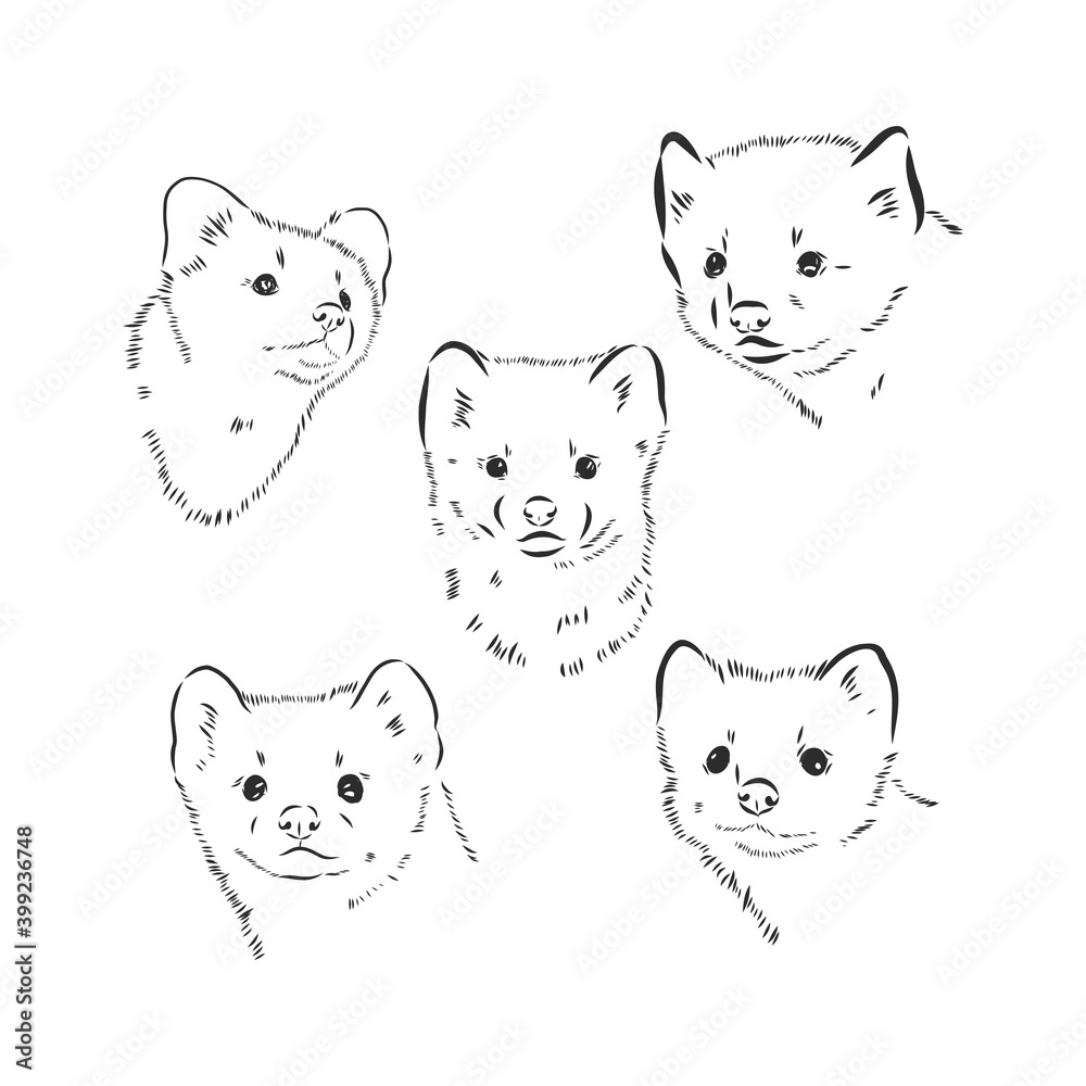Obraz premium Wild sable, forest animal. Symbol of the north. Vintage monochrome style. Mammal in Europe, Russia, from the Ural Mountains. sable animal vector sketch illustration