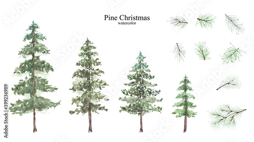 Conifer and pine branches watercolor isolated set photo
