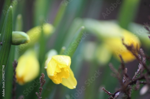 daffodils in spring © Ellen