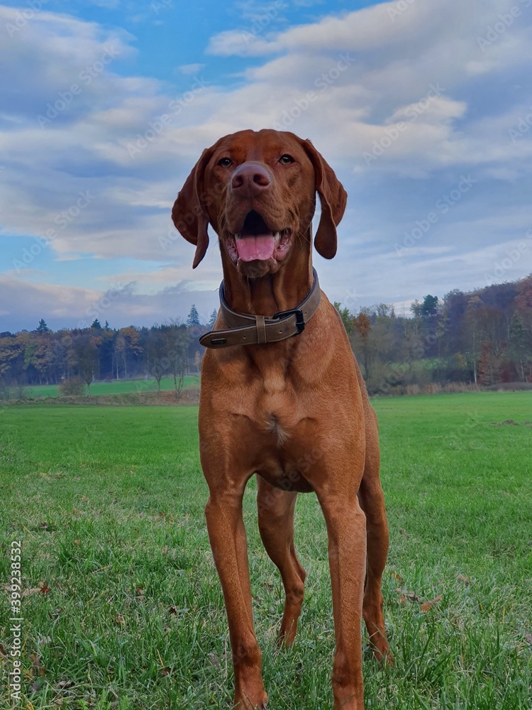 dog in the field