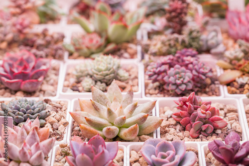 Vivid succulents Echeveria setosa, rezry and tolimanensis on succulents houseplants background photo