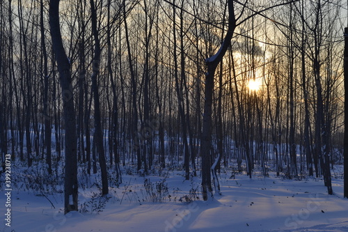 Panorama of the forest with winter cover in December. 
