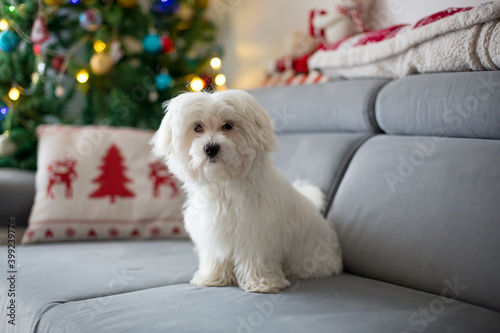 Little white maltese puppy dog on a couch on Christmas