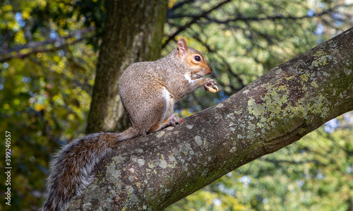 Grey squirrel on a branch, London