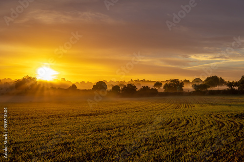 Sunrise with fog in a field with carob trees