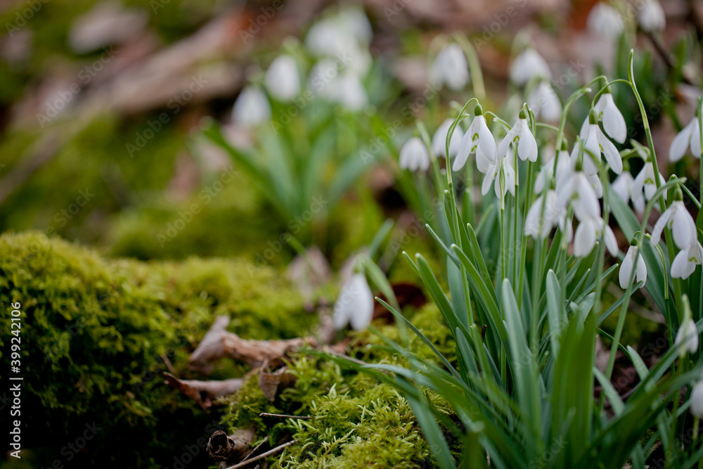 Close up image of early spring English snowdrops in woodlands in Oxfordshire. Close up image of early spring English snowdrops in woodlands in Oxfordshire.