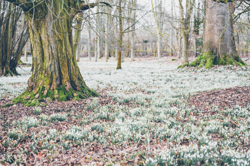 A carpet of early English snowdrops at Welford Park in Berkshire. photo