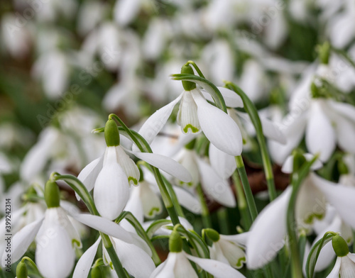 Close up image of early spring English snowdrops in woodlands in Oxfordshire.