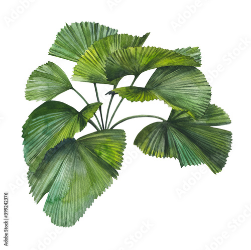 Palm bush with round leaves. Botanical illustration painted in watercolor