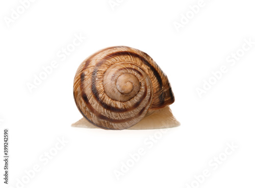 Grapevine snail on white background