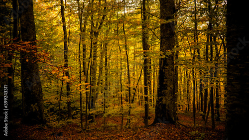 autumn landscape in dark beech forest