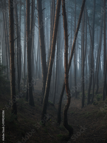 Fog in the wilderness fores...