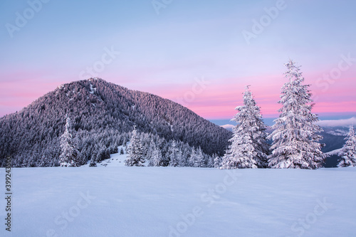 Amazing sunrise. High mountains with snow. Winter forest. A panoramic view of the covered with frost trees in the snowdrifts. Natural landscape with beautiful sky. Snowy background.