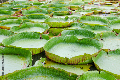 Fresh green leaves of Victoria waterlily in the water