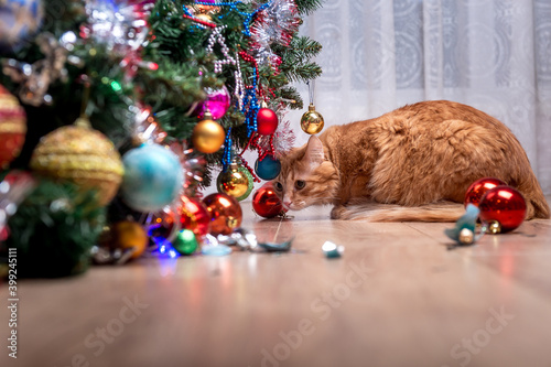 Cat under Christmas tree. Ginger kitten hiding under an xmas tree. Pet playing with balls photo