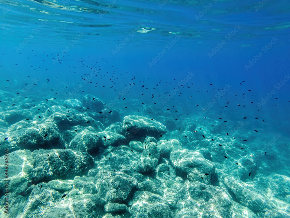 flock of fish under water. fish in the sun rays near the sea surface flock of fish under water. fish in the sun rays near the sea surface